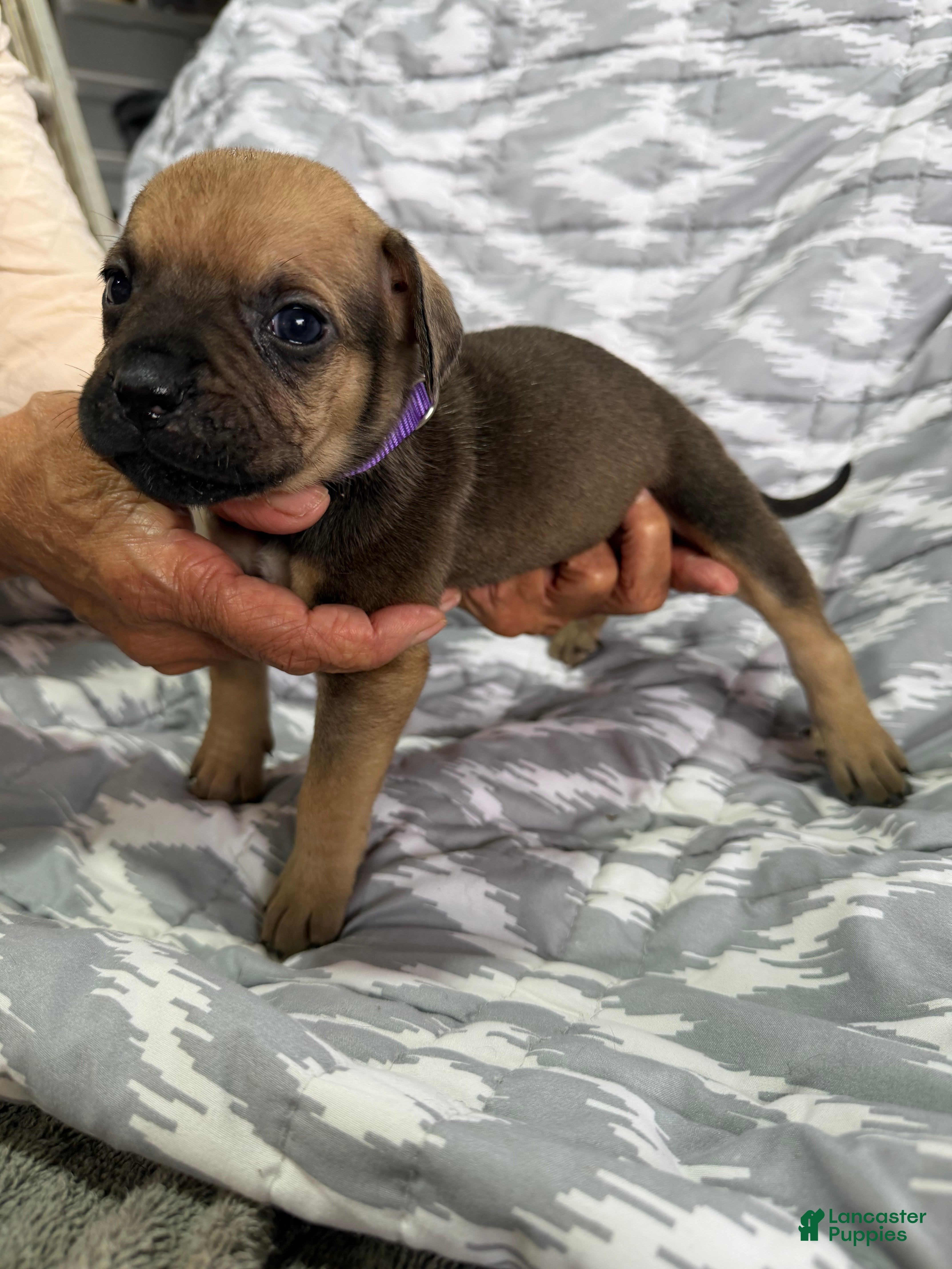 Cane Corso dogs Maggie - Ad 2