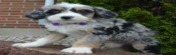 Mini Bernedoodle dogs for sale: Bailey - Ad 17