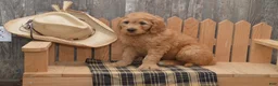 Goldendoodle dogs for sale: Buster - Ad 6