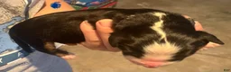 Bernese Mountain Dog dogs for sale: Blue - Ad 15