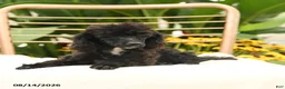 Toy Poodle dogs for sale: Quirk - Ad 3