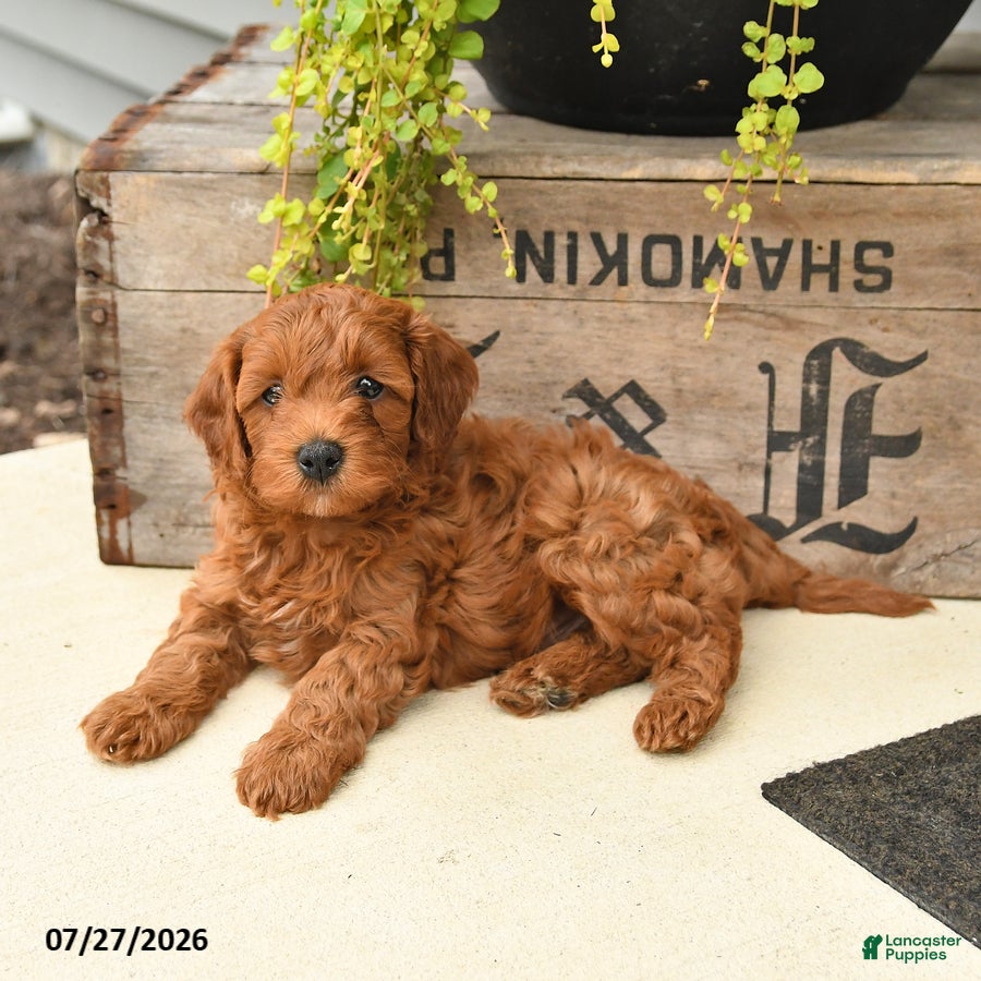 Cavapoo dogs Ivan - Ad 2