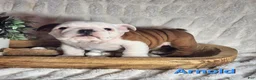 English Bulldog dogs for sale: AKC Arnold  - Ad 4