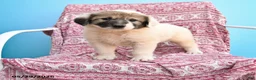 Mixed Breed dogs for sale: Hope - Ad 1
