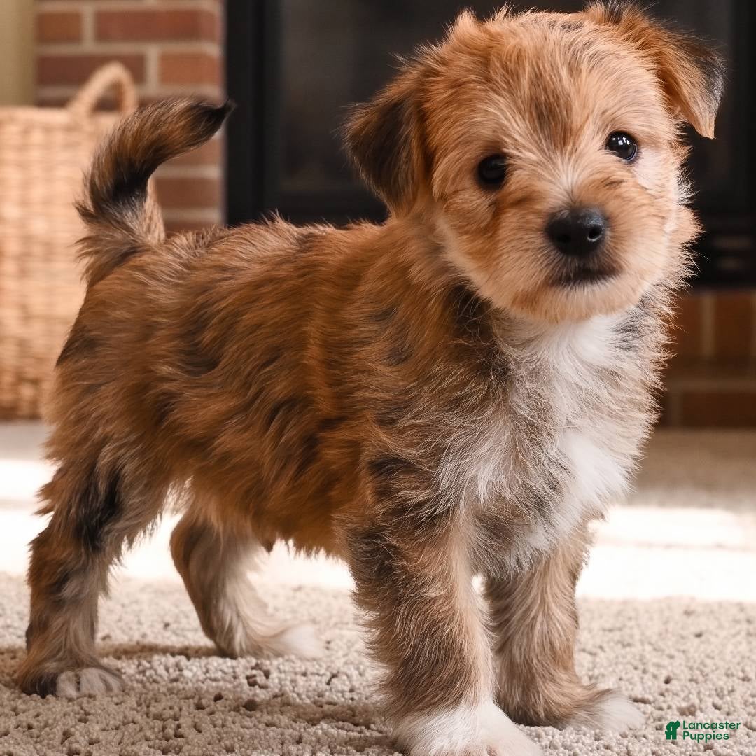 Morkie dogs Morkie 2 - Ad 2