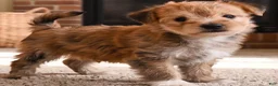 Morkie dogs for sale: Morkie 2 - Ad 2