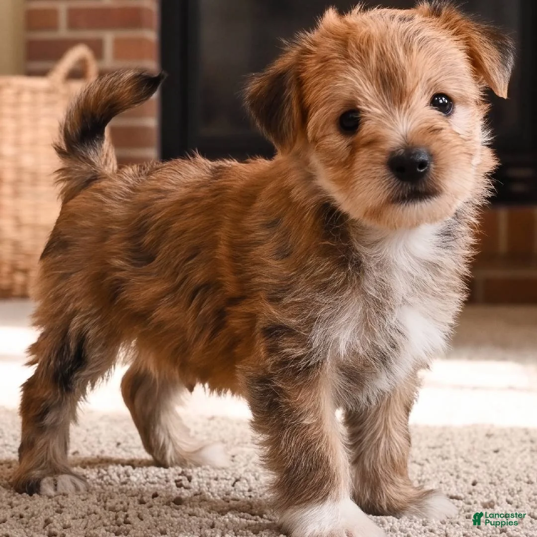 Morkie dogs for sale: Morkie 2 - Ad 2
