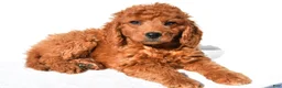 Mini Goldendoodle dogs for sale: Aspen - Ad 5