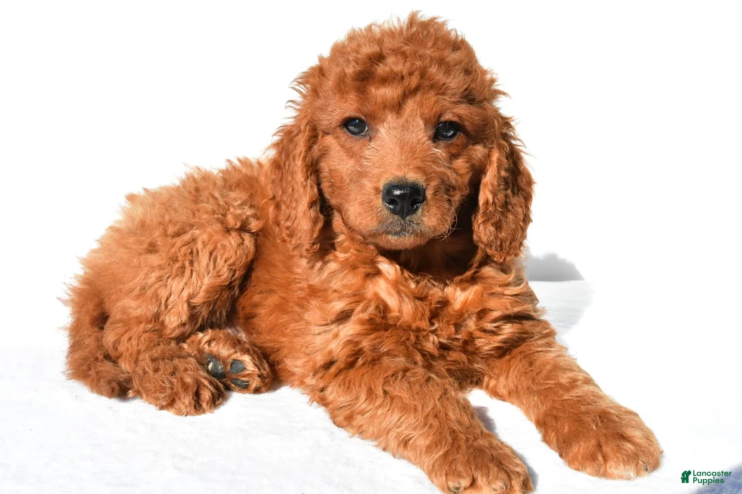 Mini Goldendoodle dogs for sale: Aspen - Ad 5