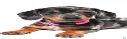 Miniature Dachshund dogs for sale: Tulip - Ad 6