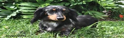 Miniature Dachshund dogs for sale: Fireworks - Ad 7