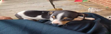 Rat Terrier 2