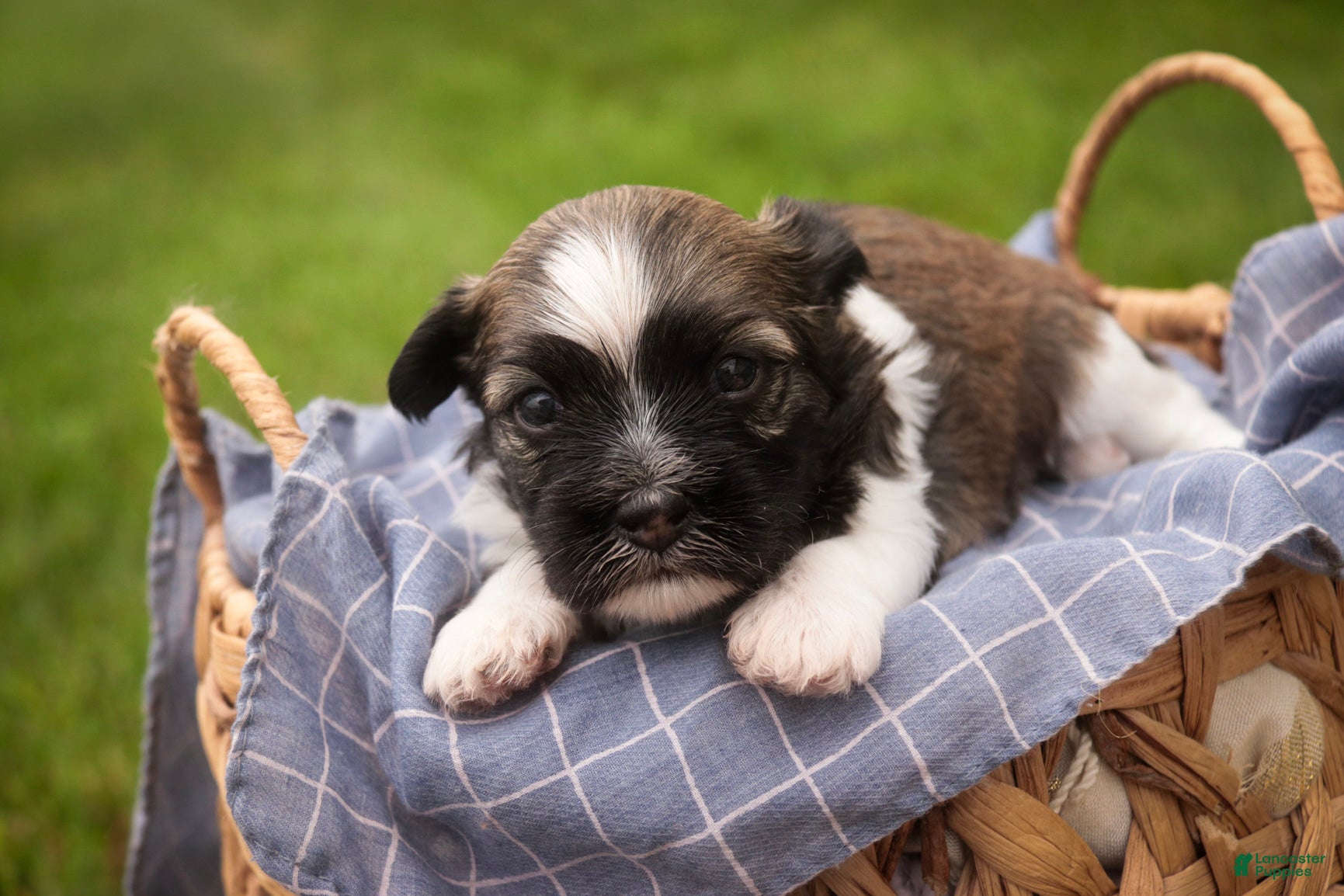 Havanese dogs Atlas Havanese  - Ad 2