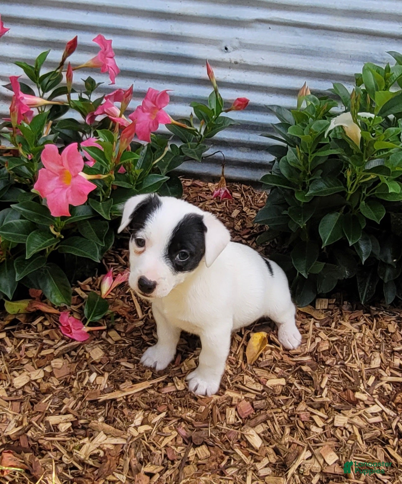 Jack Russell Terrier dogs Prince JRT purebred DELIVERY AVAILABLE  - Ad 35