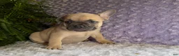 French Bulldog dogs for sale: Snoopy  - Ad 6