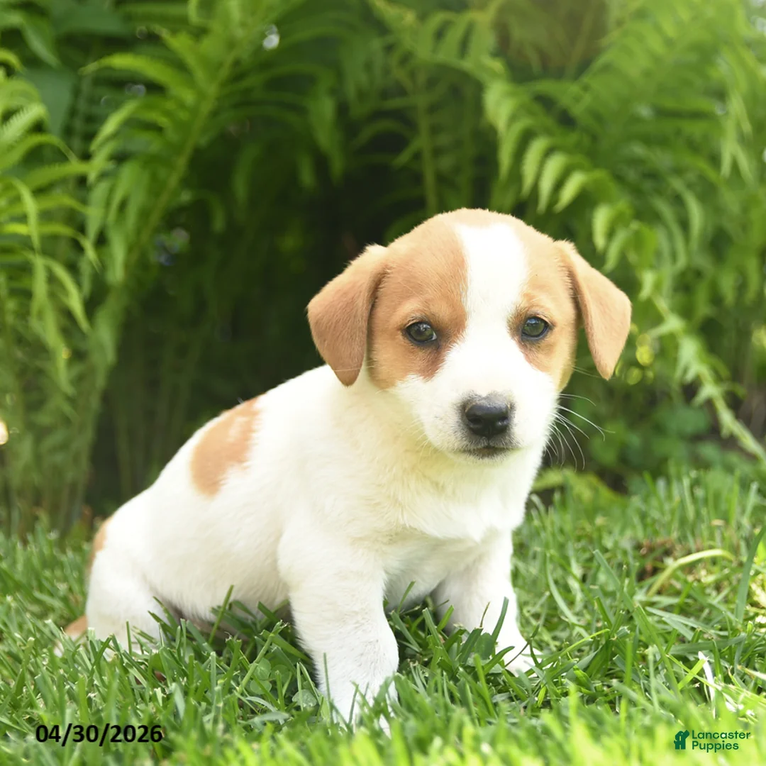 Mixed Breed dogs for sale: Da Vinci - Ad 1