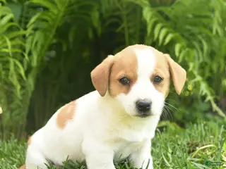 Mixed Breed dogs for sale: Da Vinci - Ad 4