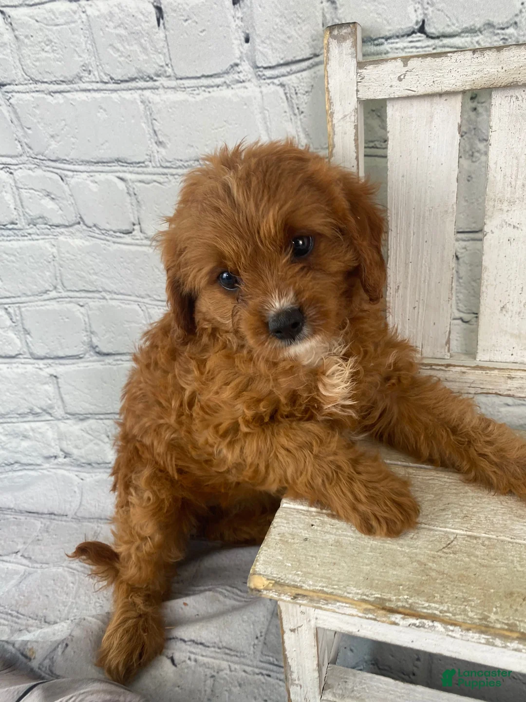 Cavapoo dogs for sale: Daisy - Ad 2