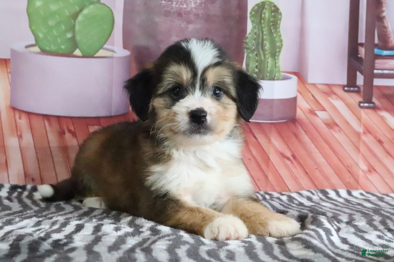 Mini Bernedoodle dogs Silas - Ad 2