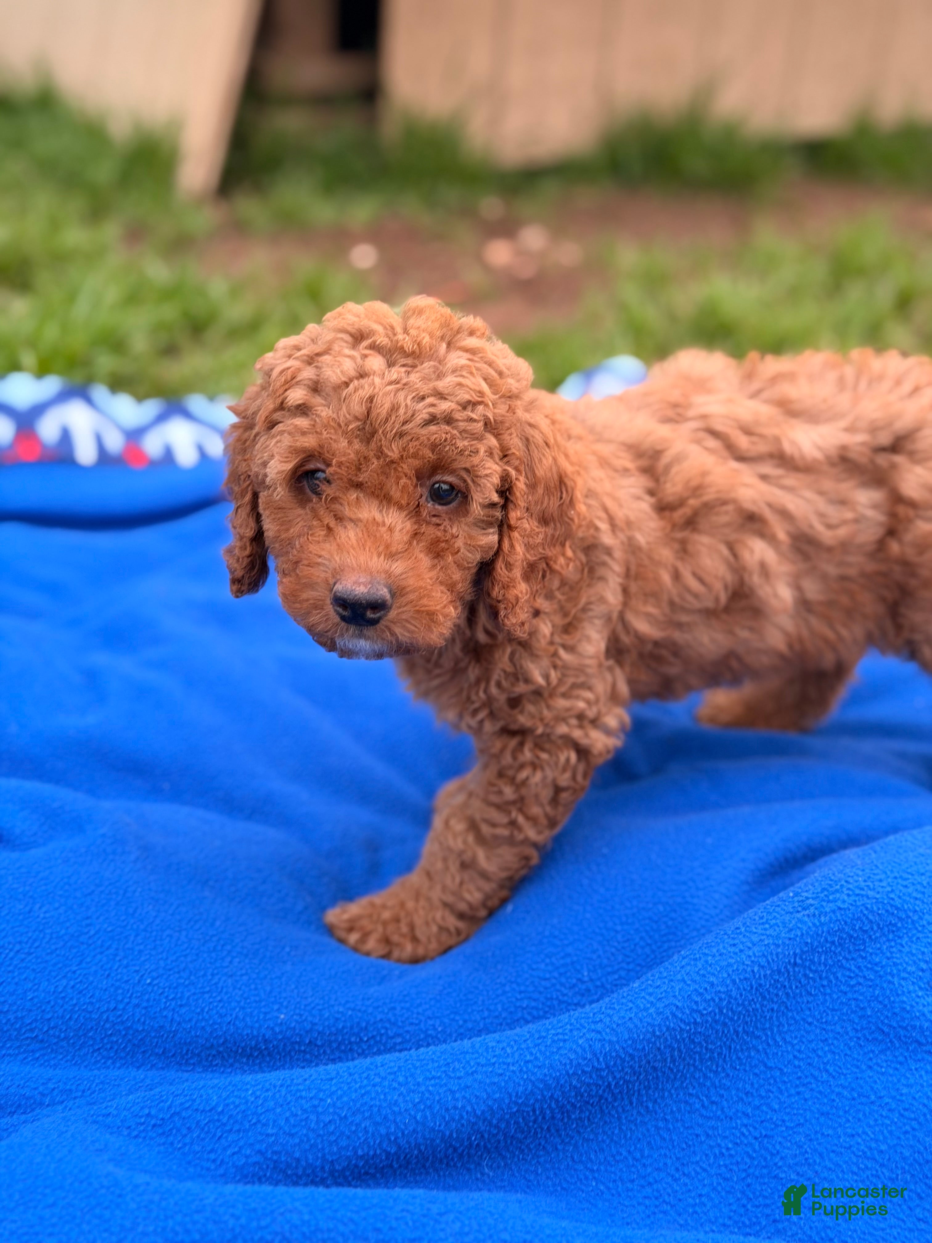 Mini Goldendoodle dogs Comet  - Ad 3