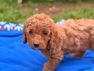 Mini Goldendoodle dogs Comet - Ad 3