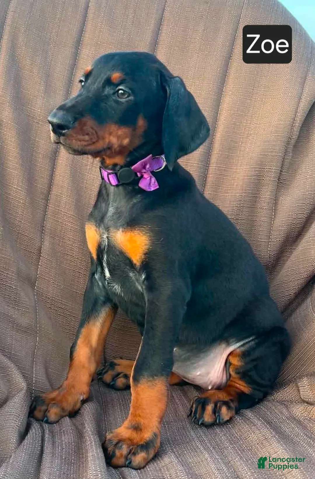 Doberman Pinscher dogs for sale: Zoe - Ad 5