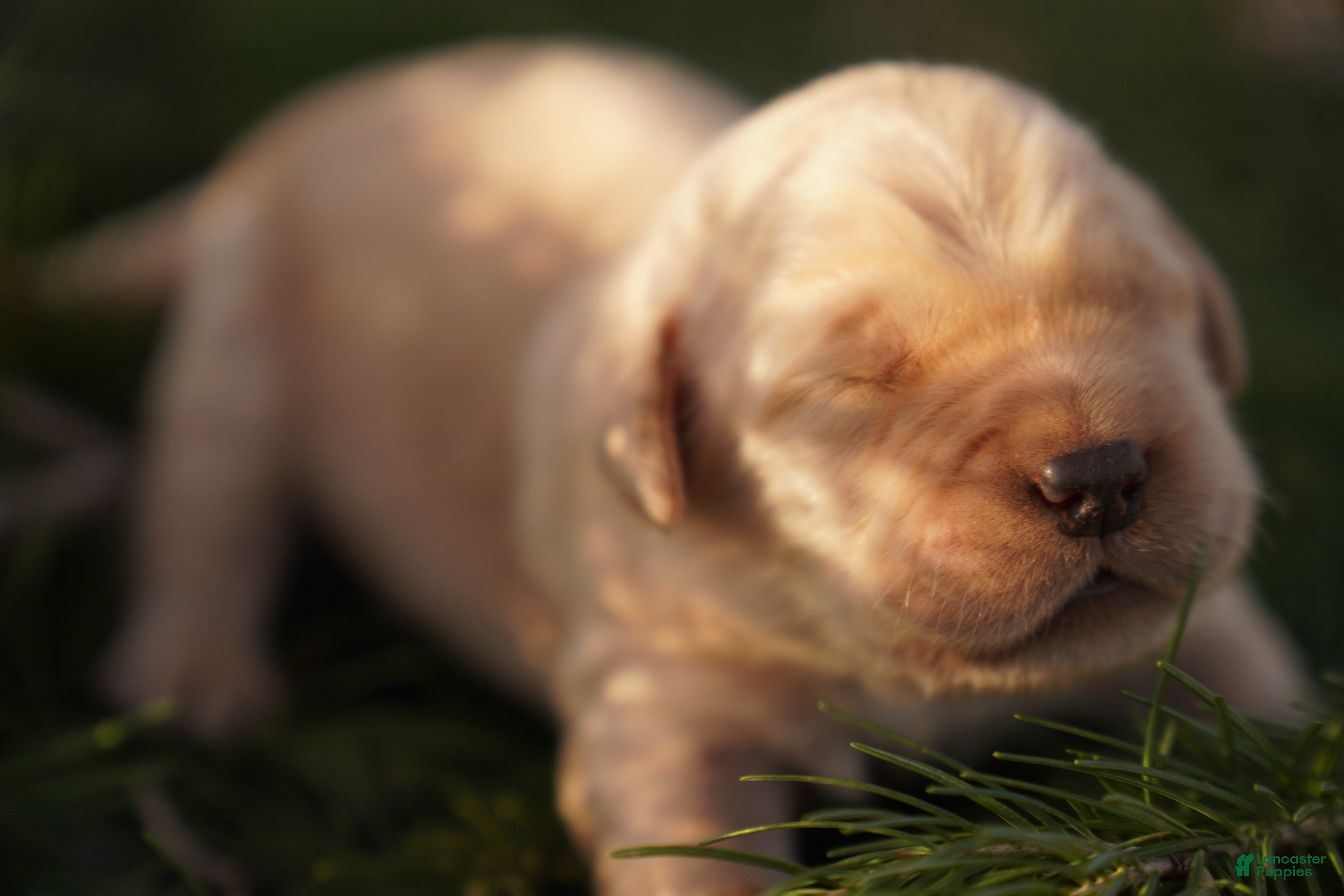 Golden Retriever dogs Ben - AKC, Genetically Clear - Ad 13