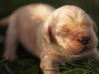 Golden Retriever dogs Ben - AKC, Genetically Clear - Ad 13