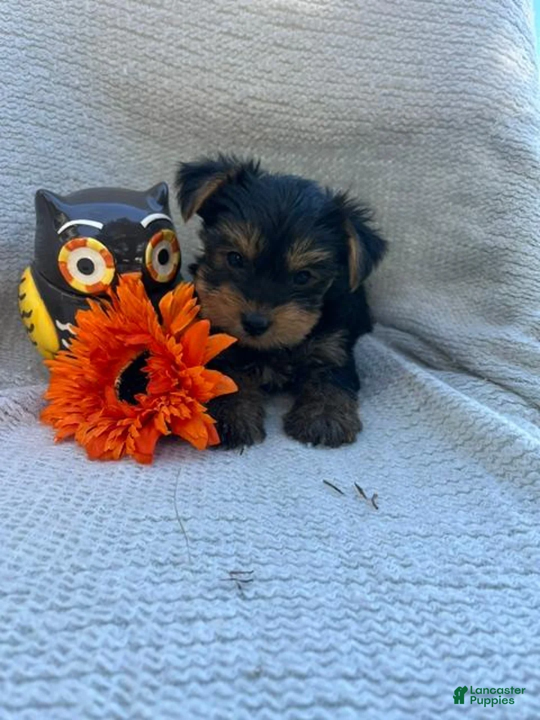 Yorkshire Terrier dogs for sale: Wonka - Ad 1