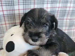 Standard Schnauzer dogs Finn - Ad 3