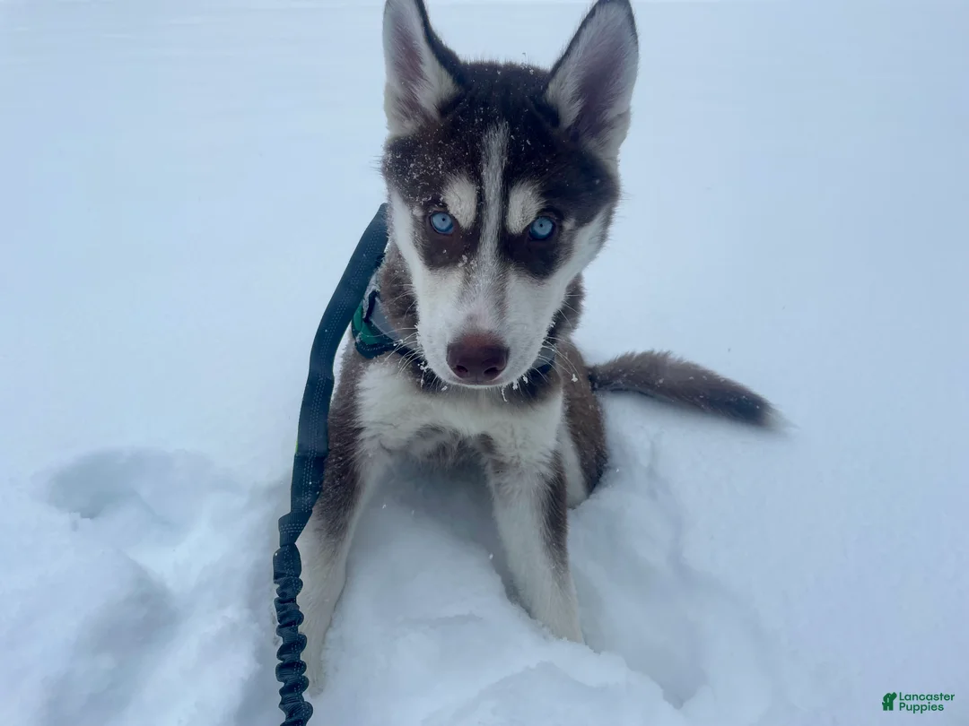 Siberian Husky dogs for sale: AKC Siberian Husky - Idris - Ad 4