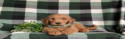 Mini Goldendoodle dogs for sale: Troy Hypoallergenic - Ad 5