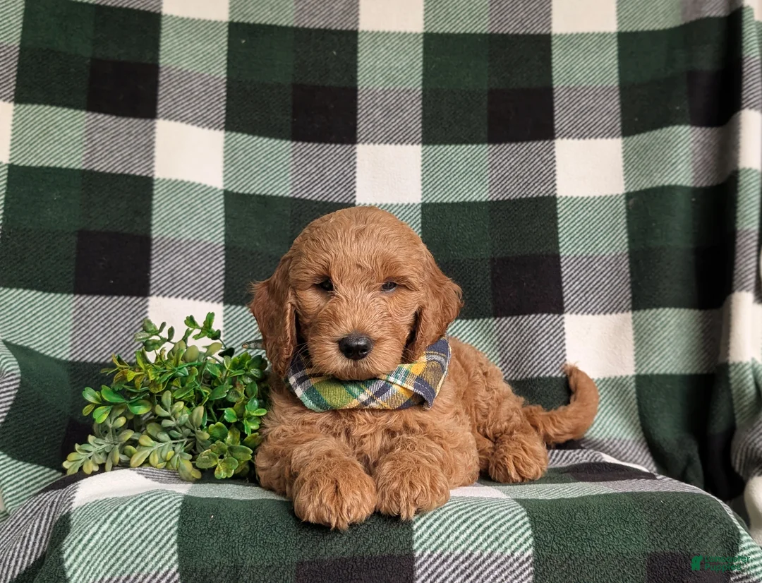 Mini Goldendoodle dogs for sale: Troy Hypoallergenic - Ad 5