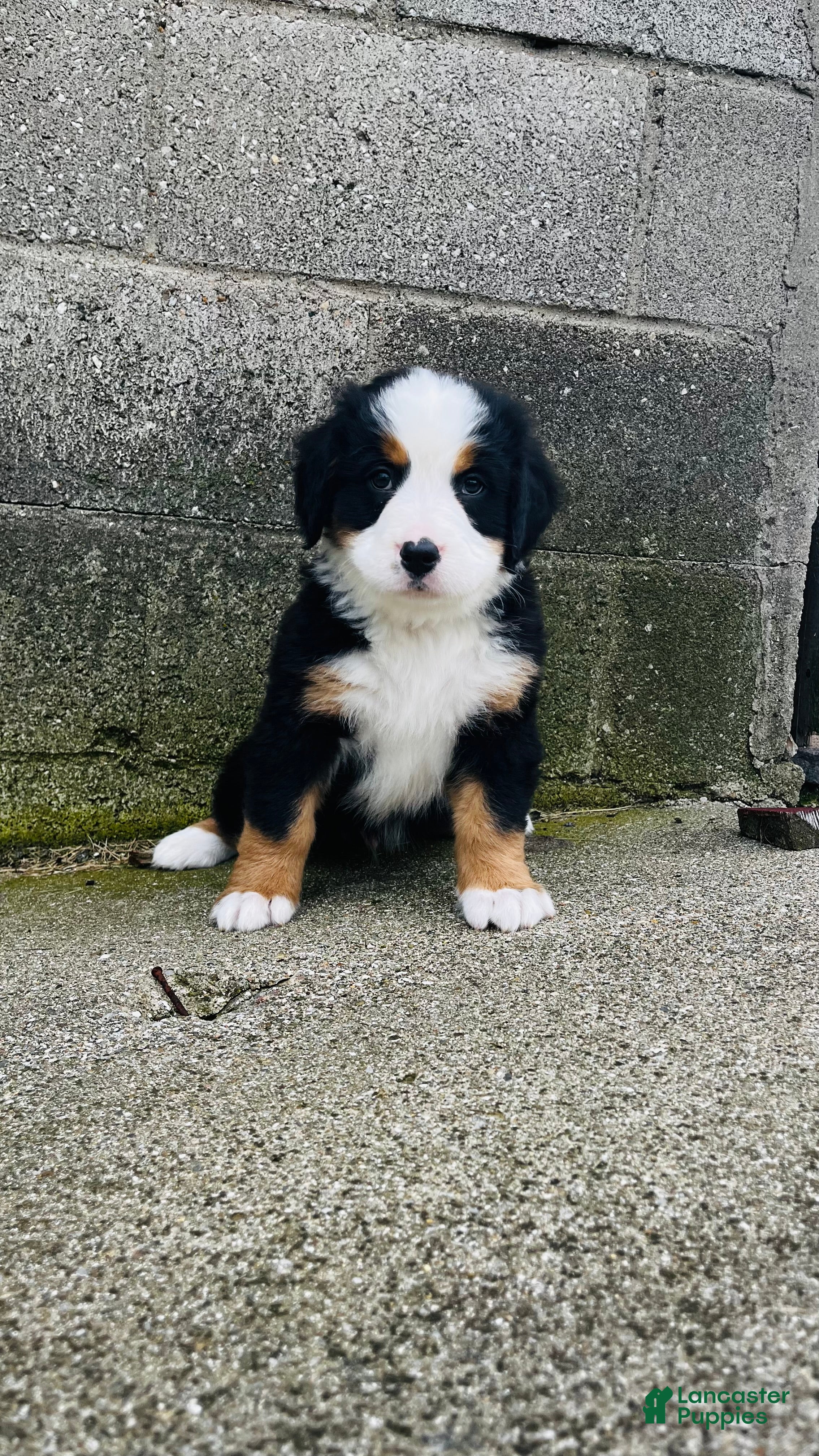 Bernese Mountain Dog dogs Bennett - Ad 1
