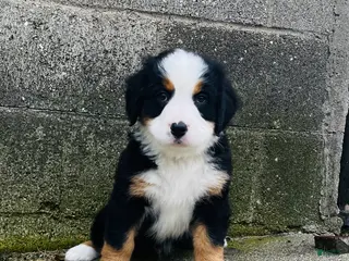 Bernese Mountain Dog dogs for sale: Bennett - Ad 3