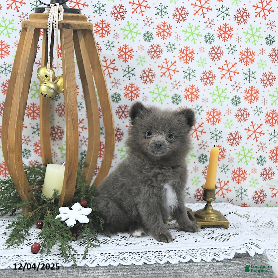 Pomeranian dogs for sale: Luci - Ad 4