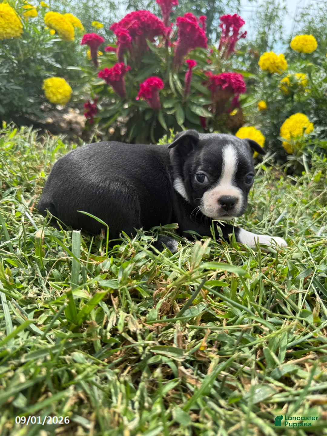 Boston Terrier dogs for sale: Hank - Ad 1