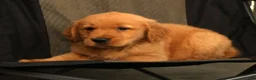 Golden Retriever dogs for sale: Scott - Ad 9