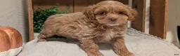 Cockapoo dogs for sale: Eden - Ad 8