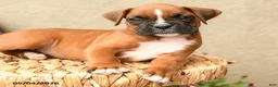 Boxer dogs for sale: Brody - Ad 4