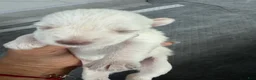 Miniature Schnauzer dogs for sale: Miniature Schnauzer Puppy 1 - Ad 8