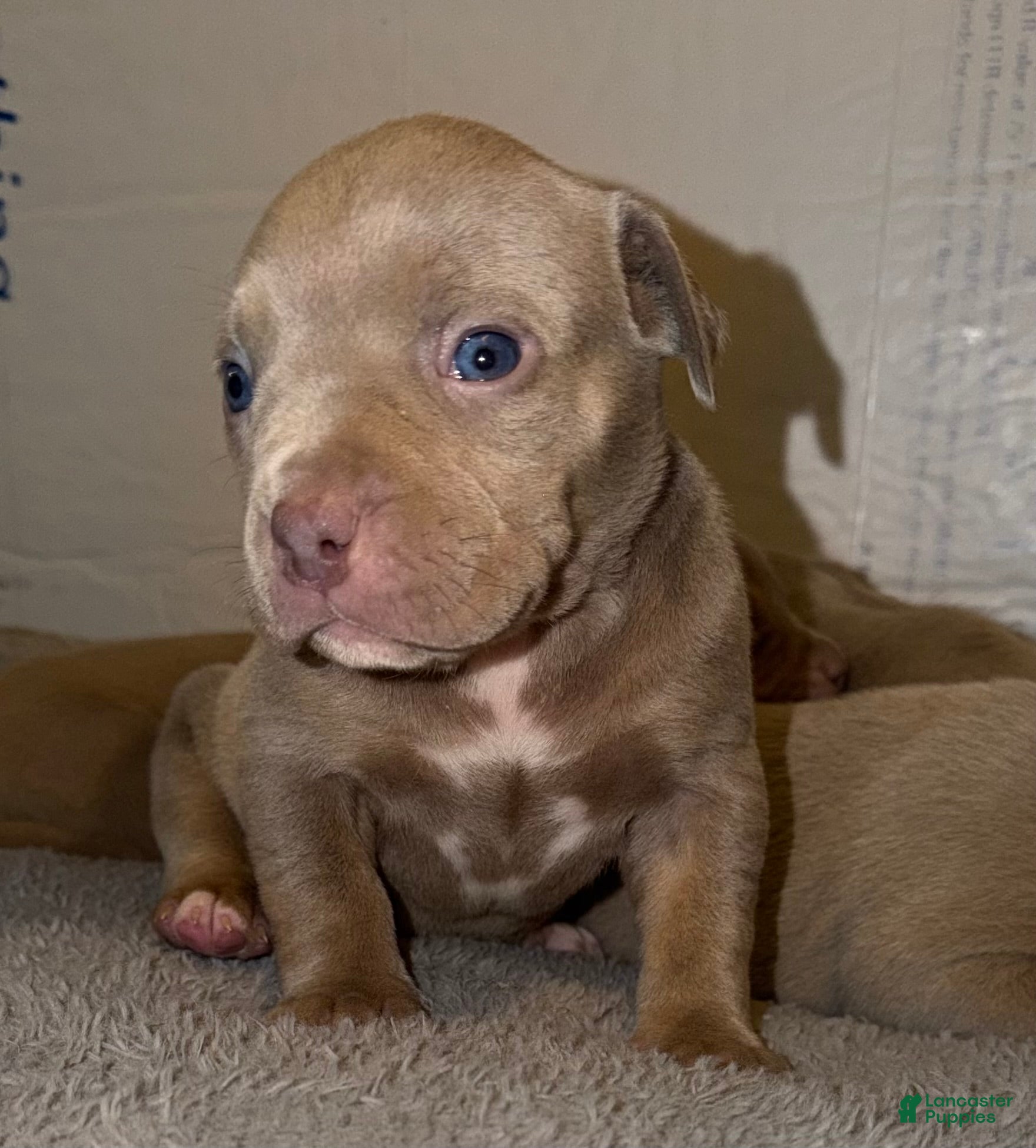 American Bully dogs Bambi - Ad 2