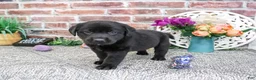 Labrador Retriever dogs for sale: Emilee - Ad 2