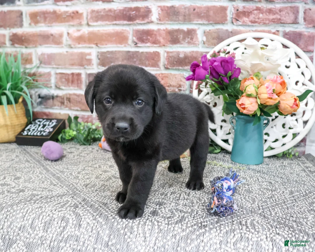 Labrador Retriever dogs for sale: Emilee - Ad 2