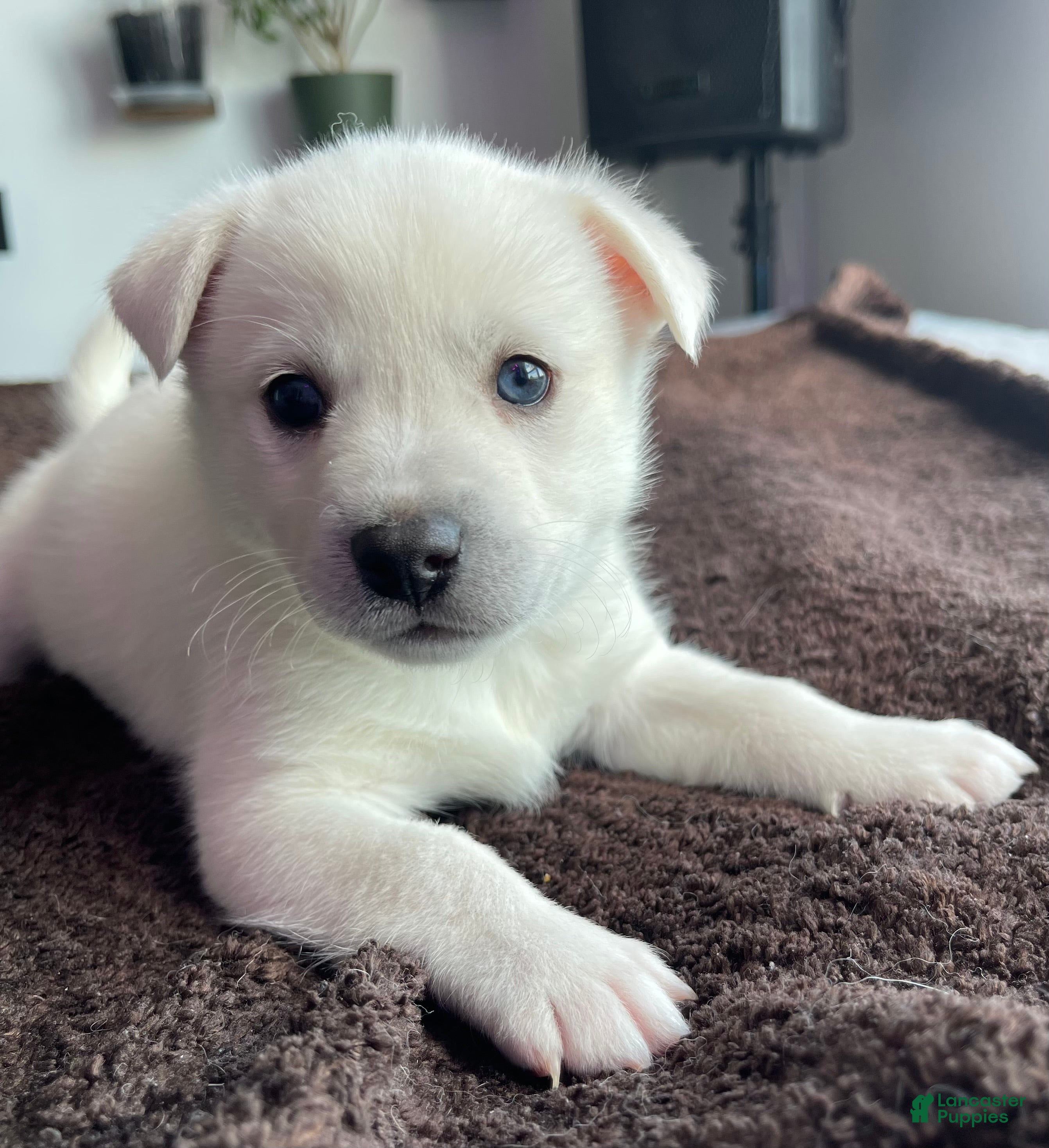 Alaskan Klee Kai dogs Storm Cloud (Stormy) - Ad 2