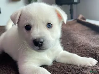 Alaskan Klee Kai dogs Storm Cloud (Stormy) - Ad 3