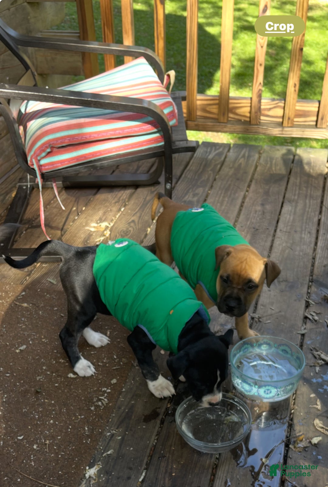 Mixed Breed dogs for sale: Mixed Breed Puppy 1 - Ad 10