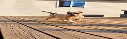 American Bully dogs for sale: 9x Kennels Björn Ironside Aka Cubb  - Ad 12