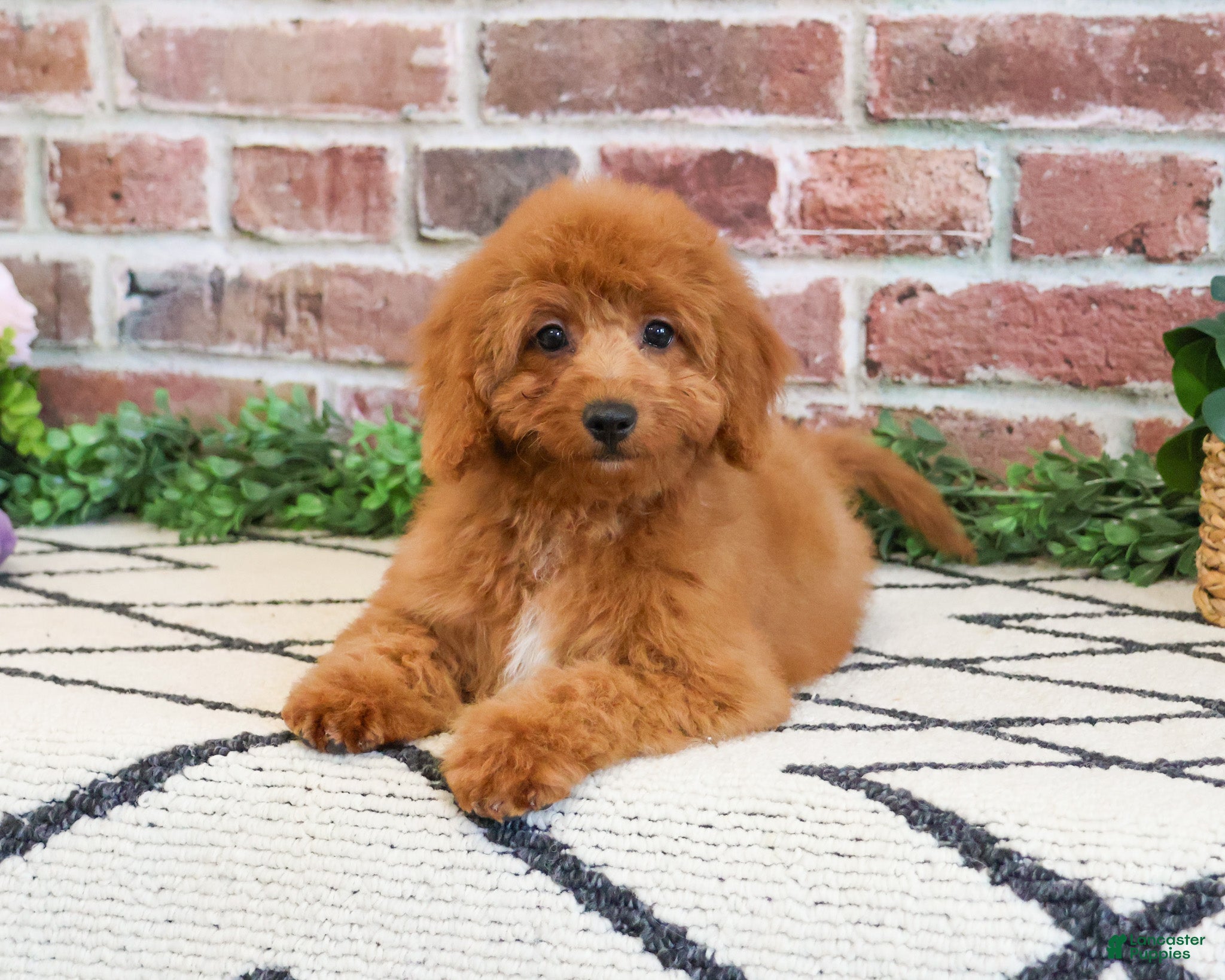 Cavapoo dogs Matilda  - Ad 7