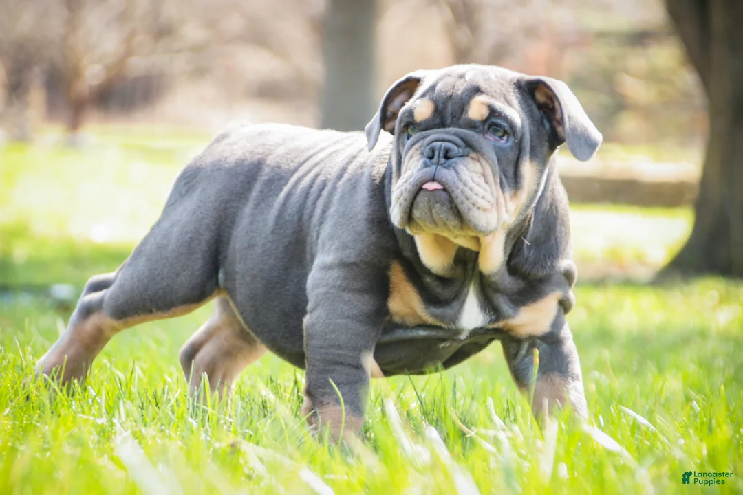 English Bulldog dogs for sale: Xena - Ad 1